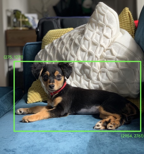 image of dog on sofa with bounding box